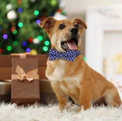 15 pcs Dog Collar With Bow Christmas